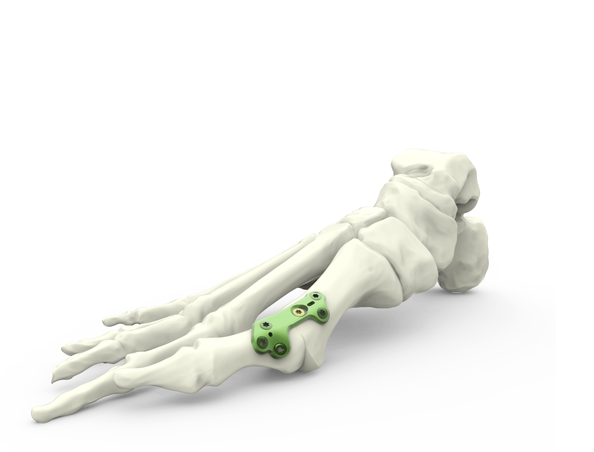 кости стопы человека